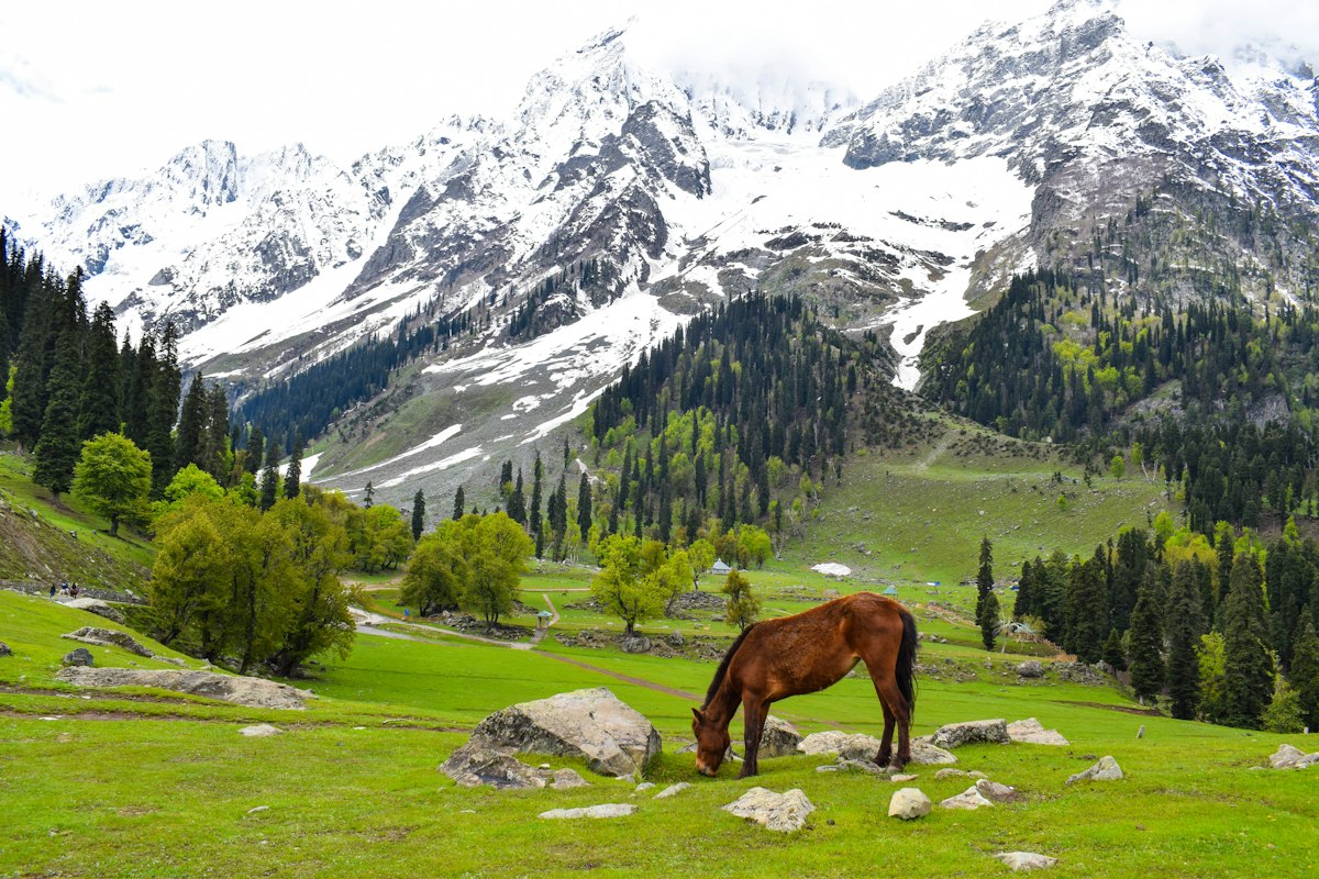 Kashmir Delight
